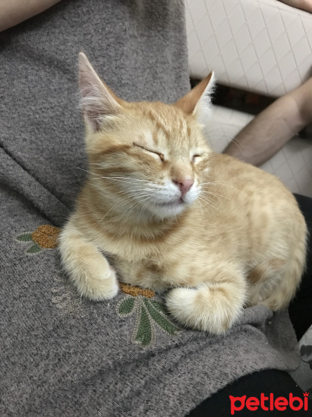 Tekir Kedi, Kedi  Muffy&Duffy fotoğrafı
