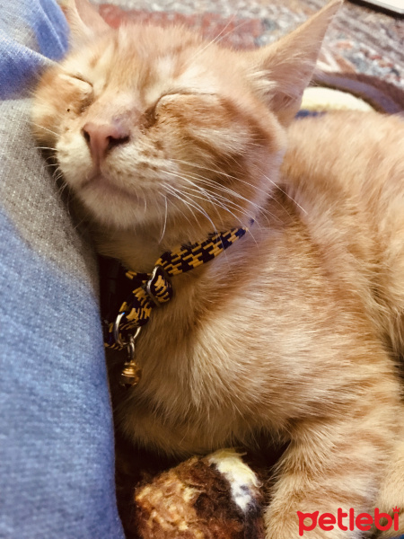 Tekir Kedi, Kedi  Muffy&Duffy fotoğrafı