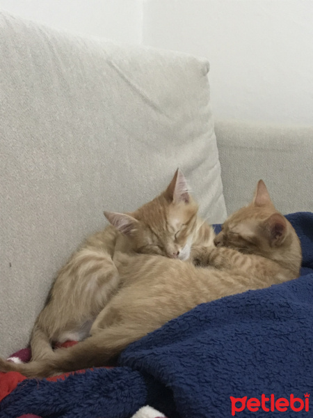 Tekir Kedi, Kedi  Muffy&Duffy fotoğrafı
