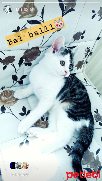 Tekir Kedi, Kedi  Mia fotoğrafı