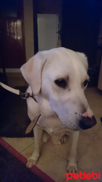 Labrador Retriever, Köpek  Pia fotoğrafı