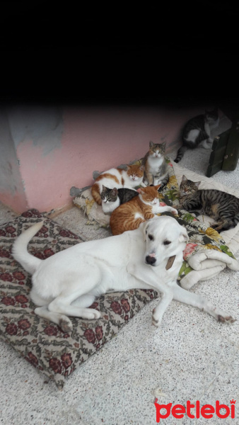 Labrador Retriever, Köpek  Pia fotoğrafı