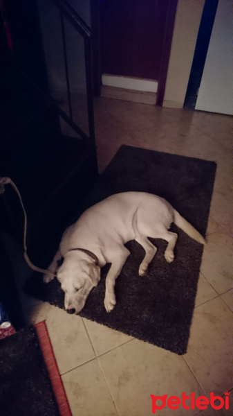 Labrador Retriever, Köpek  Pia fotoğrafı
