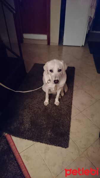 Labrador Retriever, Köpek  Pia fotoğrafı