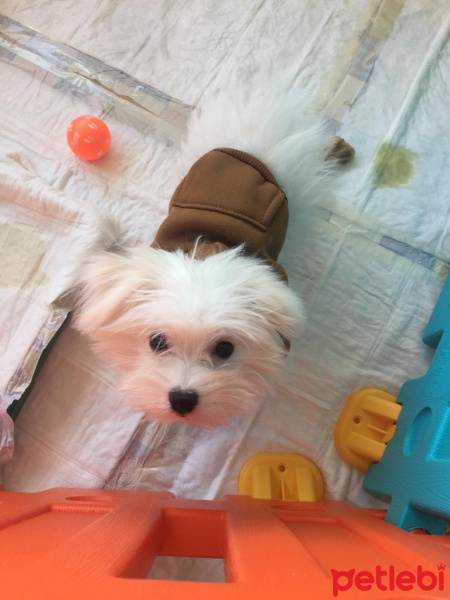 Maltese, Köpek  MARS fotoğrafı