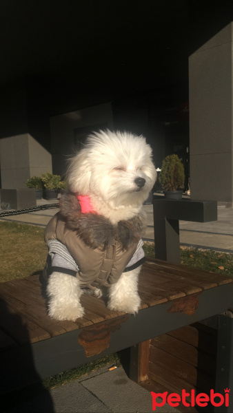 Maltese, Köpek  MARS fotoğrafı
