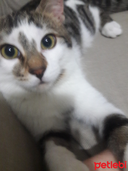 Tekir Kedi, Kedi  puding fotoğrafı