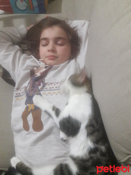 Tekir Kedi, Kedi  puding fotoğrafı