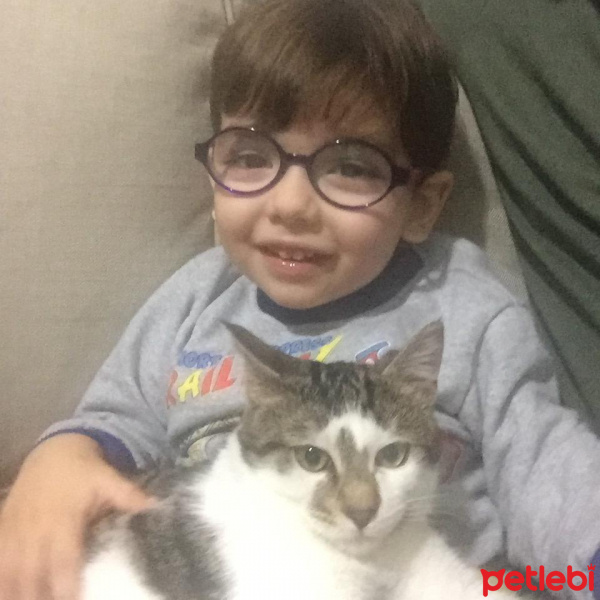 Tekir Kedi, Kedi  puding fotoğrafı