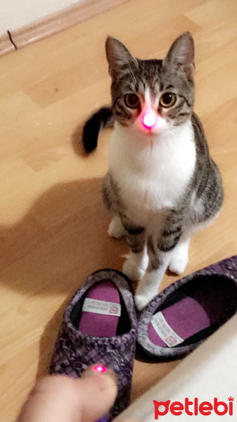 Tekir Kedi, Kedi  Mişa fotoğrafı