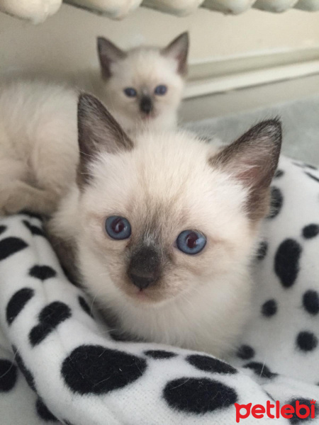 Siyam Kedisi, Kedi  Siri fotoğrafı