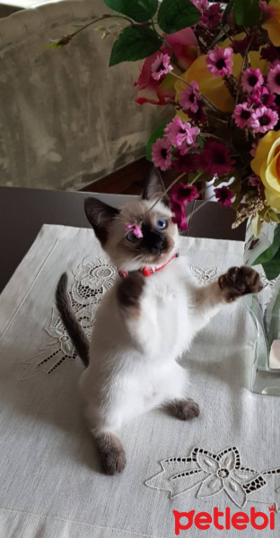 Siyam Kedisi, Kedi  Siri fotoğrafı