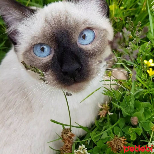 Siyam Kedisi, Kedi  Siri fotoğrafı
