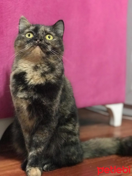 İran Kedisi (Persian), Kedi  Mia fotoğrafı