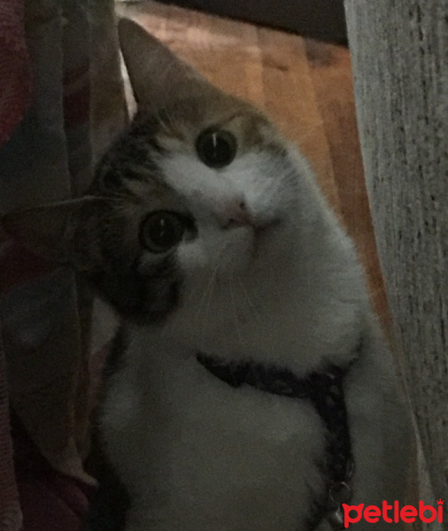 Tekir Kedi, Kedi  ponçik fotoğrafı