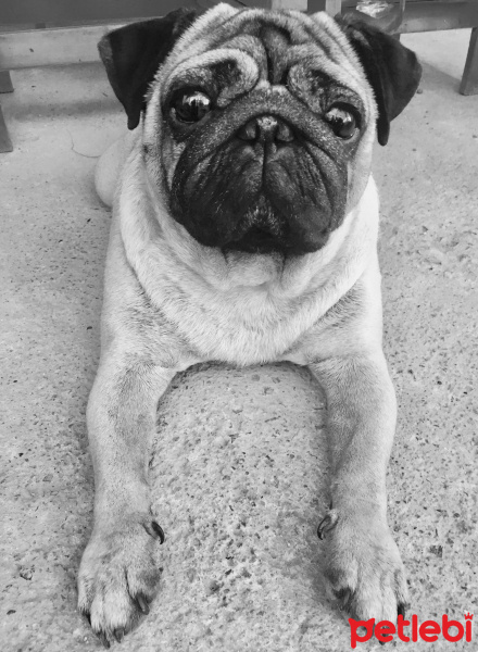 Pug, Köpek  HAYDAR fotoğrafı