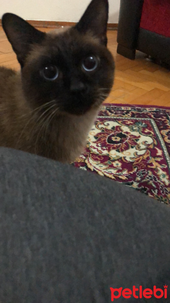 Siyam Kedisi, Kedi  Tahin fotoğrafı