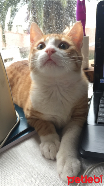 Sarman, Kedi  Simba fotoğrafı