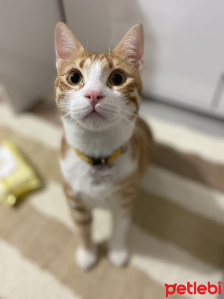 Sarman, Kedi  Simba fotoğrafı