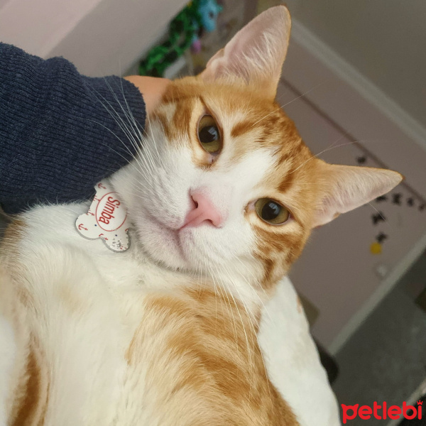 Sarman, Kedi  Simba fotoğrafı