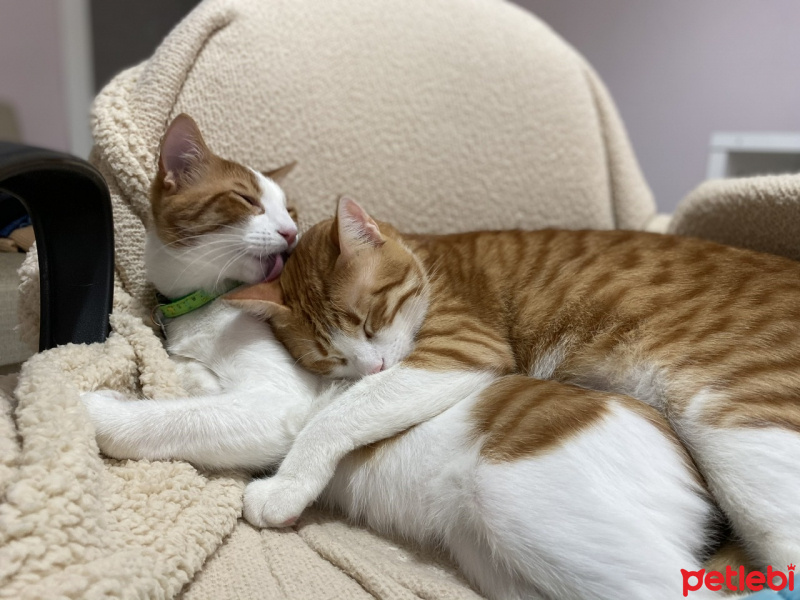 Sarman, Kedi  Simba fotoğrafı