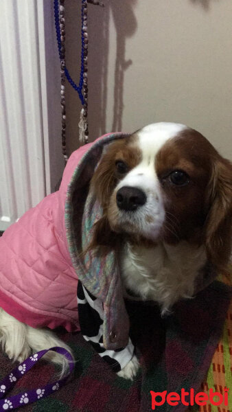 King Charles Spaniel, Köpek  BAL fotoğrafı