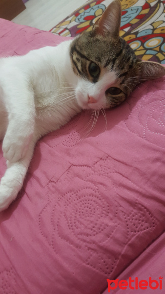 Tekir Kedi, Kedi  Köpük fotoğrafı