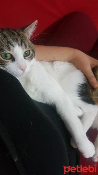 Tekir Kedi, Kedi  Köpük fotoğrafı
