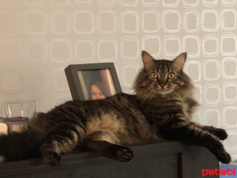 Norwegian Forest, Kedi  Tosbik fotoğrafı