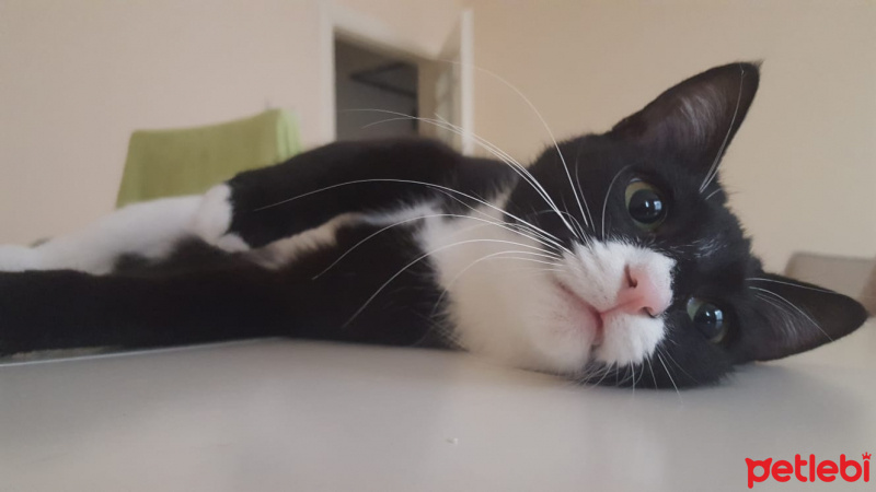Munchkin, Kedi  Pera fotoğrafı