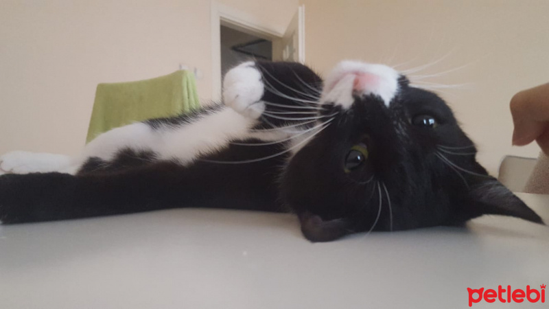 Munchkin, Kedi  Pera fotoğrafı