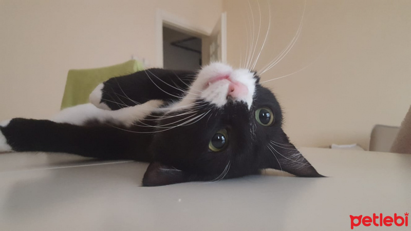 Munchkin, Kedi  Pera fotoğrafı
