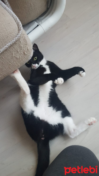 Munchkin, Kedi  Pera fotoğrafı