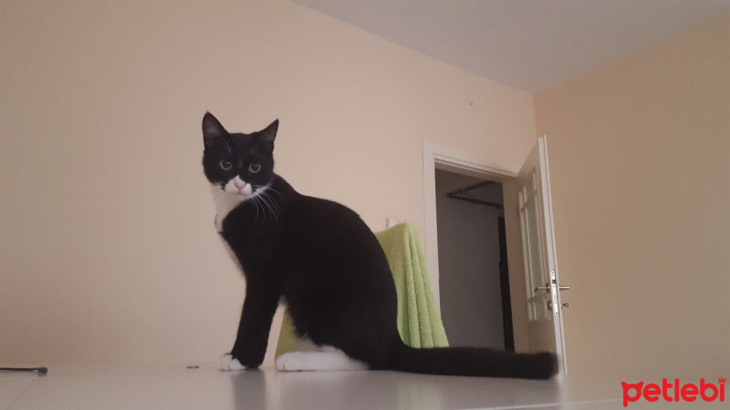 Munchkin, Kedi  Pera fotoğrafı
