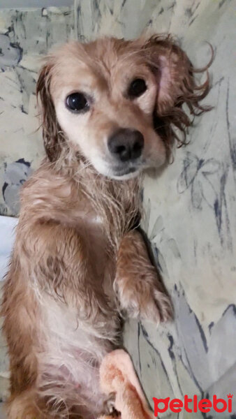 Amerikan Cocker Spaniel, Köpek  Kuki fotoğrafı