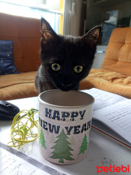 Bombay, Kedi  Zeytin fotoğrafı