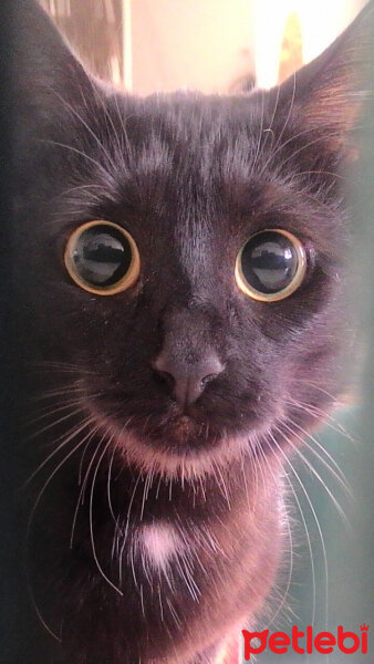 Bombay, Kedi  Zeytin fotoğrafı