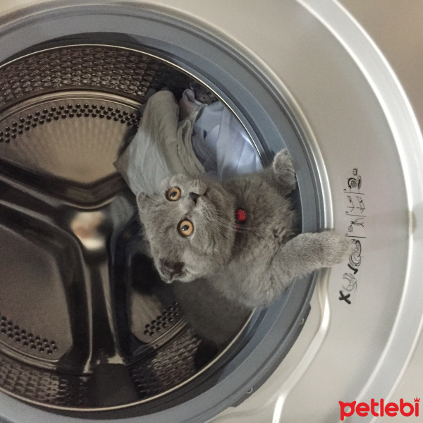 Scottish Fold, Kedi  Gümüş fotoğrafı