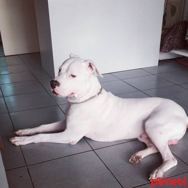 Dogo Arjantin, Köpek  Thor fotoğrafı