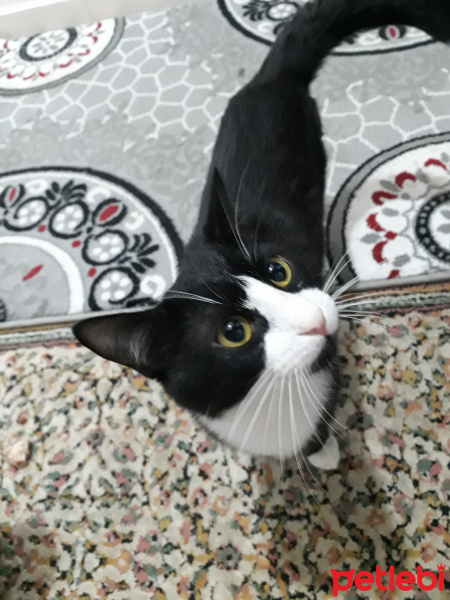 Tekir Kedi, Kedi  Haylaz fotoğrafı
