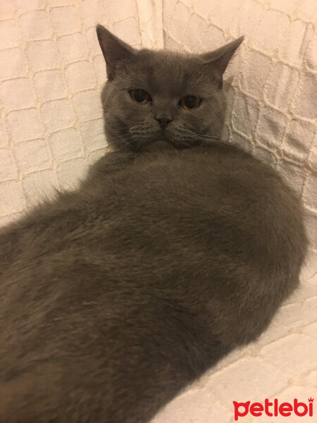 British Shorthair, Kedi  Osman fotoğrafı