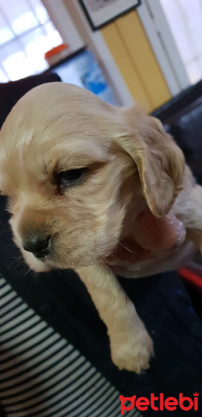 Amerikan Cocker Spaniel, Köpek  kona fotoğrafı