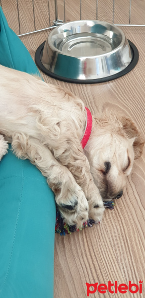 Amerikan Cocker Spaniel, Köpek  kona fotoğrafı