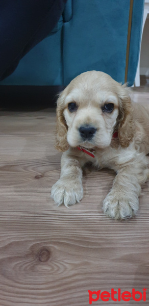 Amerikan Cocker Spaniel, Köpek  kona fotoğrafı