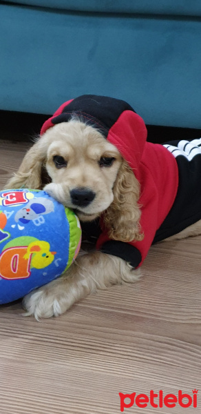 Amerikan Cocker Spaniel, Köpek  kona fotoğrafı