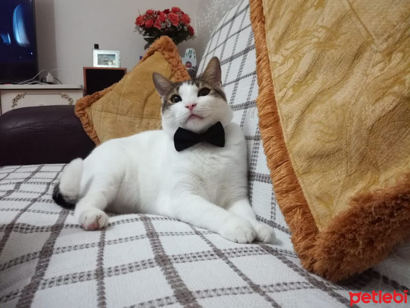 Tekir Kedi, Kedi  Paşa fotoğrafı
