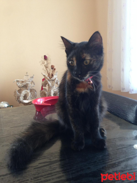 Tekir Kedi, Kedi  Nunu fotoğrafı