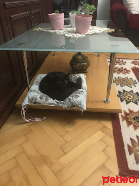 Tekir Kedi, Kedi  Nunu fotoğrafı