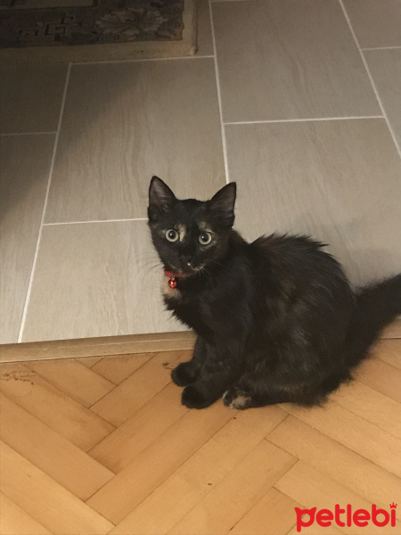Tekir Kedi, Kedi  Nunu fotoğrafı