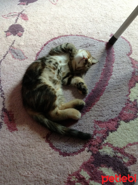 Tekir Kedi, Kedi  mona fotoğrafı
